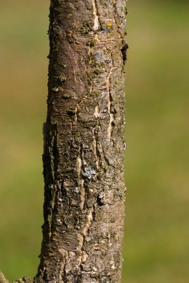 Sophora japonica - jerlín japonský - kůra
